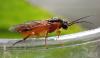 Euura melanocephala